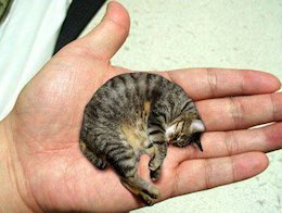 کوچکترین گربه دنیا/تصاویر  کوچکترین گربه دنیا