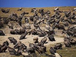 انسان هایی که خوراک کرکس ها می شوند!/ تصاویر اجسادی که خوراک کرکس ها می شوند