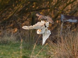 جنگ بر سر غذا