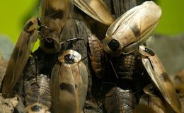 فوایدخوراکی و پزشکی سوسکها!+تصاویر  سوسک