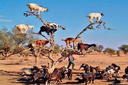 بزهای پرنده بلای جان مراکشی ها شده اند!+تصاویر بز پرنده