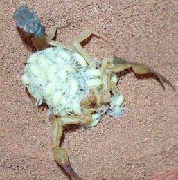 زایمان عقرب/تصاویر عقرب