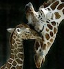 مهر مادری حیوانات