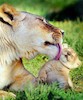 مهر مادری حیوانات