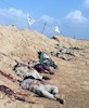  هلاکت ده‌ها داعشی در غرب سامرا