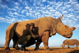 از این حیوان تنها چهار عدد در دنیاست!؟+عکس  کرگدن سفید