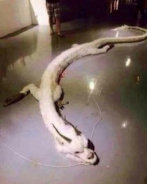 پیدا شدن اژدهای عجیب در یک خانه!+تصاویر  اژدها