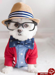 خوشتیپ ترین سگ دنیا/عکس  خوشتیپ ترین سگ دنیا