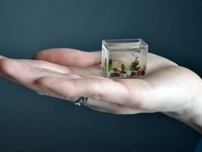 کوچکترین آکواریوم جهان/عکس کوچکترین آکواریوم جهان