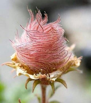 نایاب ترین گل رز جهان/عکس  نایاب ترین گل رز