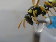 آب خوردن زنبور