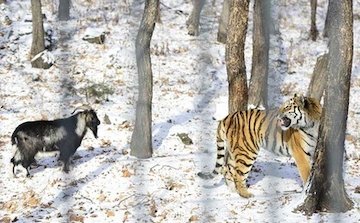 دوستی عجیب ببر و بُز!/تصاویر دوستی ببر و بز