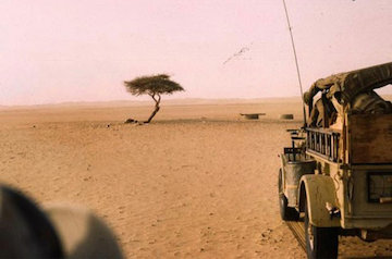 تنها ترین درخت دنیا +تصاویر  تنهاترین درخت جهان