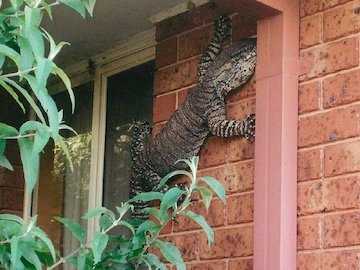 پیداشدن مارمولک ۱/۵ متری در یک خانه/عکس مارمولک عظیم الجثه