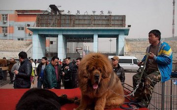 گرانترین سگ دنیا/عکس  گرانترین سگ دنیا