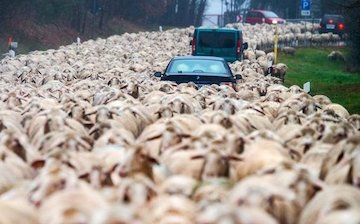 ترافیک ماشین ها و گوسفندان