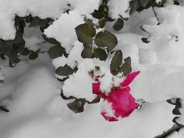 سیبری ایران کجاست؟! زیبایی روز برفی در یک روستا