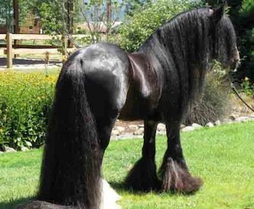 خوش تیپترین اسب دنیا+عکس زیباترین اسب های جهان