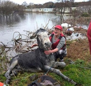 خنده الاغ پس از نجات از سیل!/عکس نجات الاغ