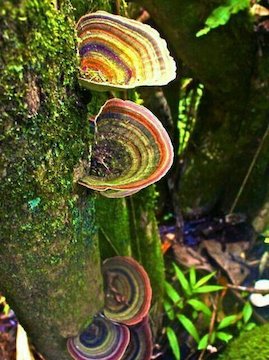 شگفتی خلقت پروردگار/تصاویر دیدنی قارچ