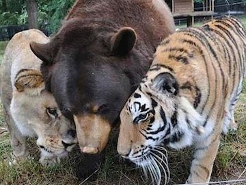 رفاقت عجیب ۳ حیوان وحشی!/تصاویر دوستی حیوانات