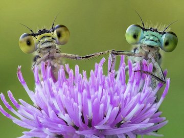 زندگی سنجاقک ها بر روی گل ها