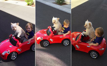 شغل عجیب سگ باهوش!/تصاویر سگ راننده