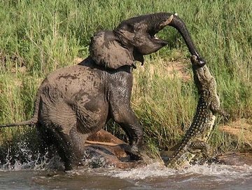 شوخی بامزه فیل و کروکودیل!/عکس فیل و کروکودیل