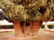 درخت 4000هزار ساله