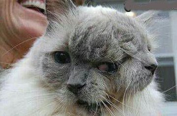 پیرترین گربه دوسر جهان/عکس
  گربه دوسر