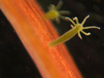 جانوری که هرگز پیر نمی شود!/عکس  هیدرا