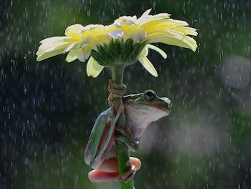 چتر طبیعی حیوانات