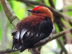 عجیب ترین شیوه آواز خواندن!/عکس پرنده