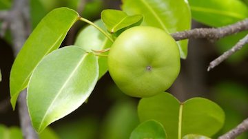 درخت مرگ را بشناسید/تصاویر درخت مرگ