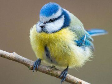 پرنده نادر و منحصر بفرد/عکس پرنده43