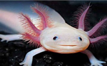 یک ماهی؛ محبوب ترین حیوان خانگی!/عکس  ماهی اکسولوتل