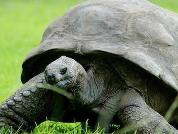 جاناتان عظیمالجثه ۱۸۳ ساله شد/عکس لاک پشت