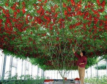 گوجه فرنگی درختی