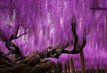 زیباترین درخت قدیمی جهان/عکس درخت گل