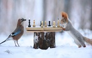 بازی شطرنج سنجاب و پرنده!