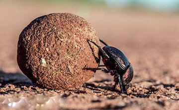 قوی ترین حشره جهان!/عکس سوسک