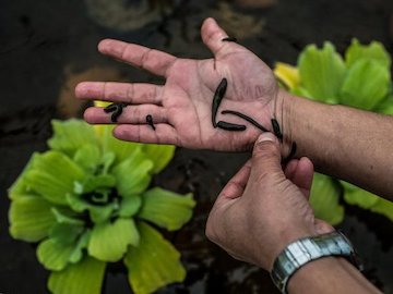 چگونه با پرورش زالو پولدار شویم؟  زالو/1