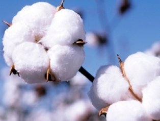 آتش بیتدبیری واردات، به جان پنبه افتاده است پنبه43