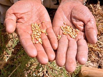 حال ناخوش کشاورزی کشاورزی-گندم