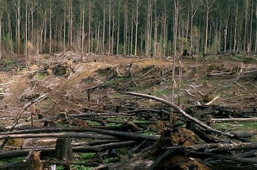 تخریب جنگل.jpg