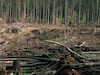 تخریب جنگل