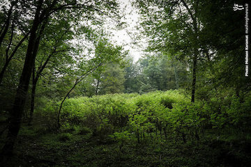 ارتباط جنگل زدایی و افزایش موارد ابتلا به مالاریا جنگل