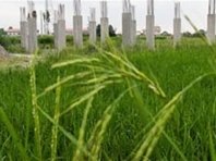 چگونه نظارت بر واردات نهادههای دامی تقویت می شود؟ اراضی کشاورزی