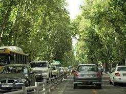 شوک حرارتی به درختان خیابان ولیعصر در اثر گرمای فصلی/ ممنوعیت آبیاری درختان از ۹ صبح تا ۵ بعدازظهر درختان ولیعصر43