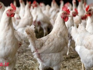نهادههای دامی وارداتی در بورس عرضه شود آنفولانزا مرغی43